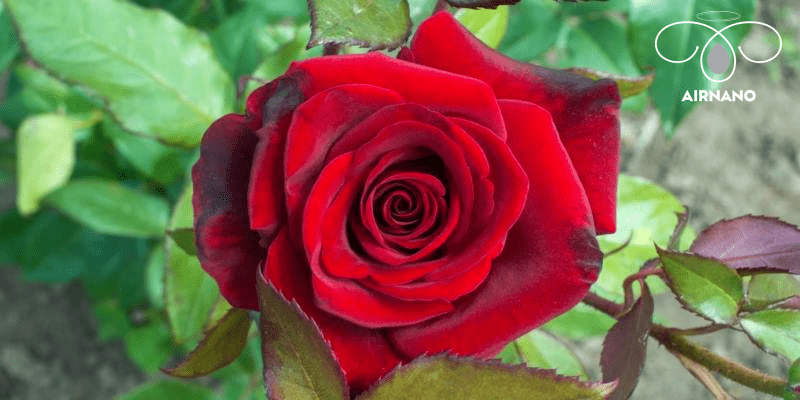 cách phun thuốc trừ sâu cho hoa hồng hiệu quả