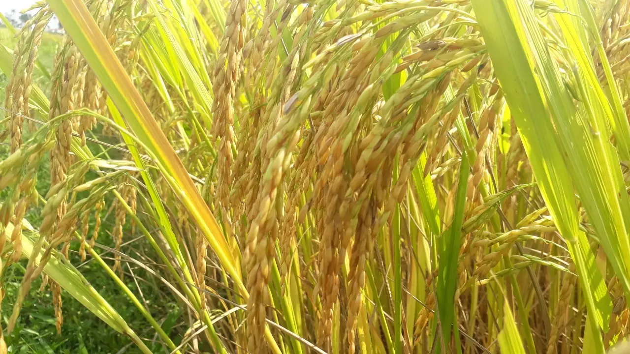 Giống lúa Hà phát 3