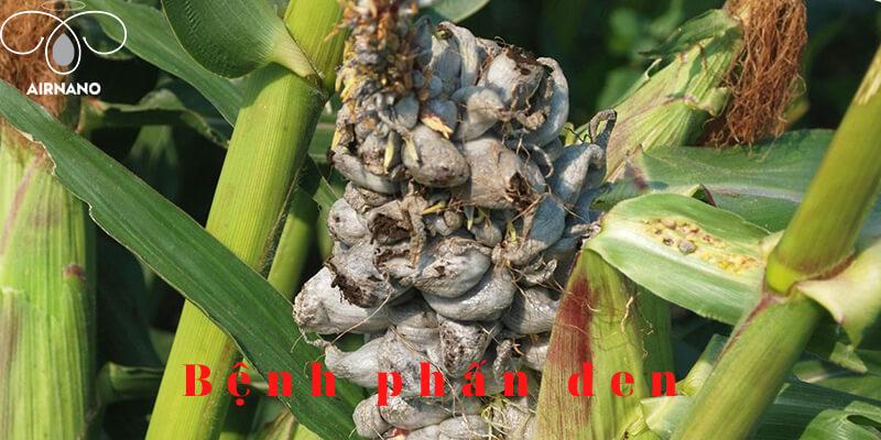 Máy bay phun thuốc cho cây ngô % Bệnh phấn đen trên cây ngô