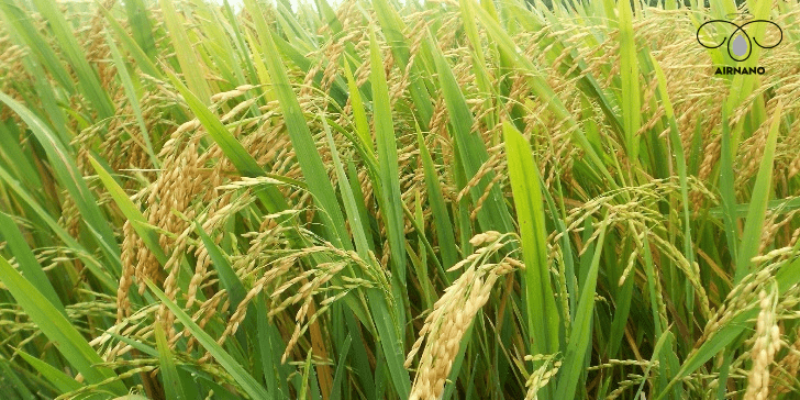 Các giai đoạn phun thuốc cho lúa