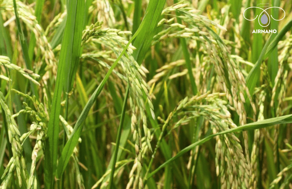 Tìm hiểu các giống lúa chủ yếu ở việt nam %