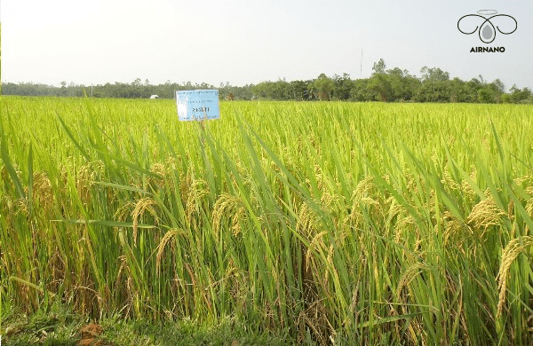 Giống lúa thơm RVT: Kỹ thuật canh tác đạt năng suất cao % Cac giong cay lua đat nang suat cao nhat hien nay