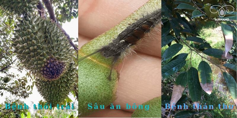 Các loại sâu bệnh thường gặp trên cây sầu riêng