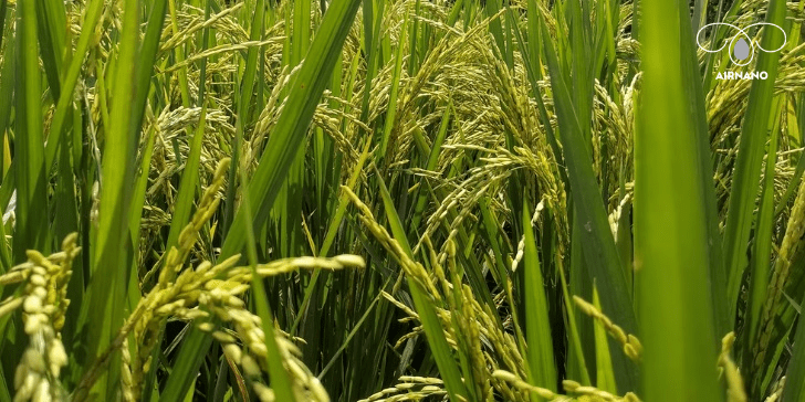 Gieo sạ và diệt mầm cỏ cho lúa