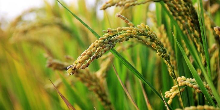 Giống lúa Bắc Thịnh: Đặc tính và kỹ thuật gieo trồng hiệu quả