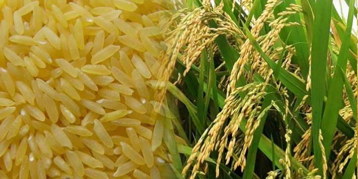 Giống lúa Hà Phát 3