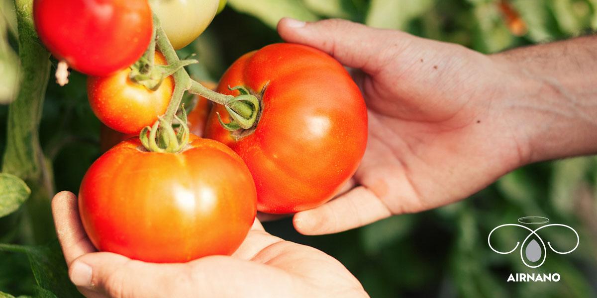 Kỹ thuật trồng cà chua vụ hè thu %
