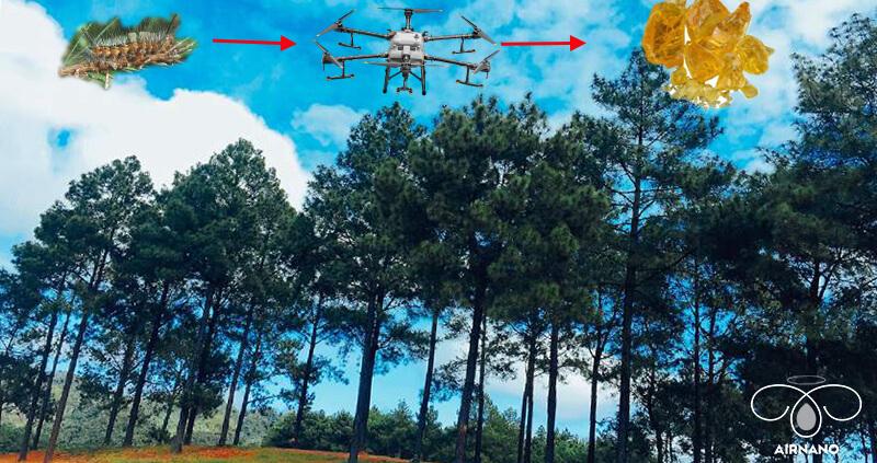 Sử dụng máy bay phun thuốc trừ sâu róm trên cây thông