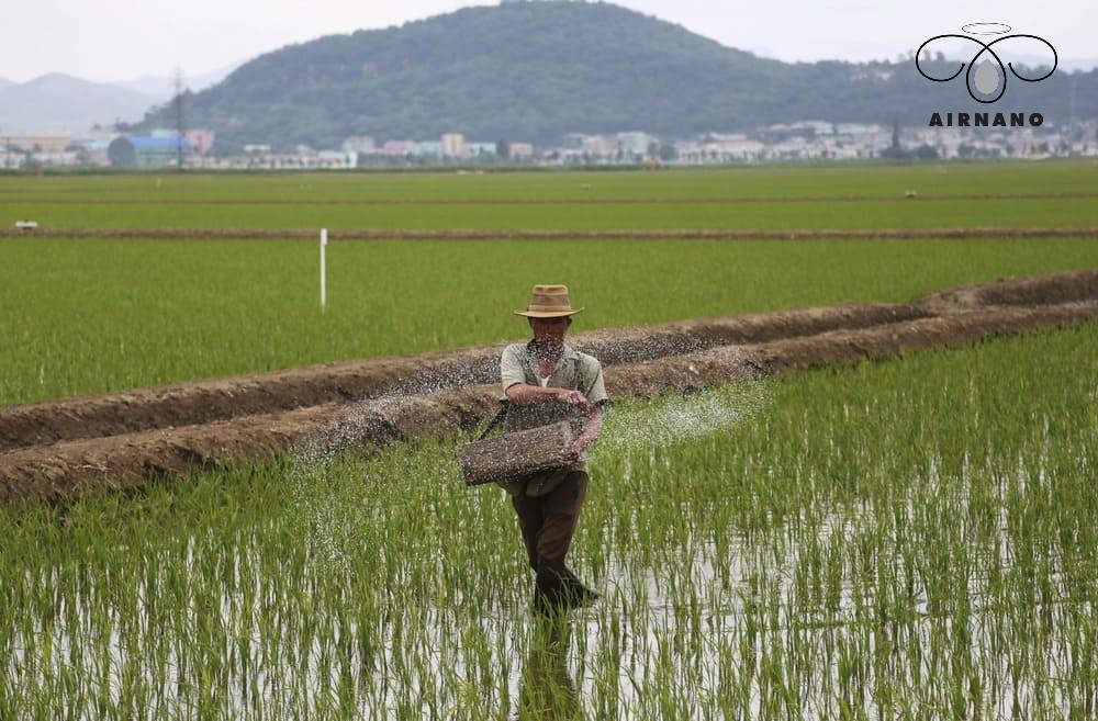 Nông dân rải phân cho lúa theo cách thủ công