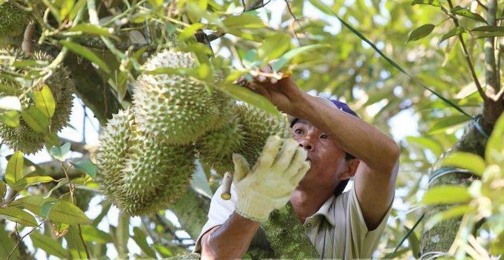 Nông dân chăm sóc cho cây sầu riêng