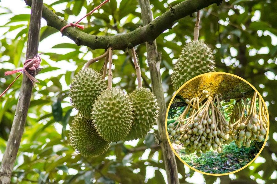 Phun thuốc cho cây sầu riêng phù hợp với từng giai đoạn phát triển của cây %