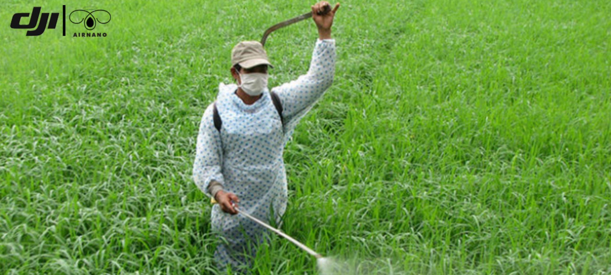 nông dân phun thuốc cho lúa theo cách thủ công