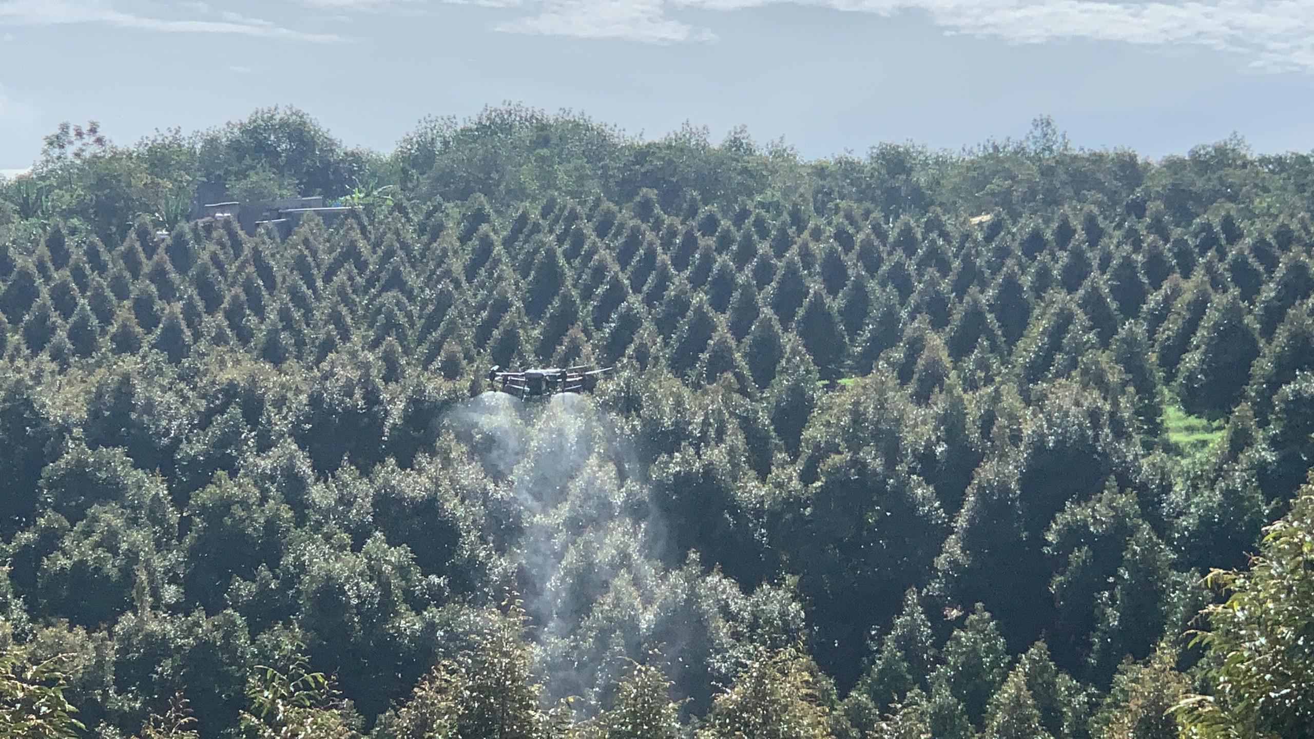 Máy bay đang phun thuốc để phòng trừ và tiêu diệt bệnh trên cây sâu riêng
