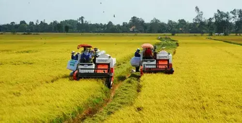 Phun thuốc cực nhanh từ dịch vụ phun thuốc An Giang %