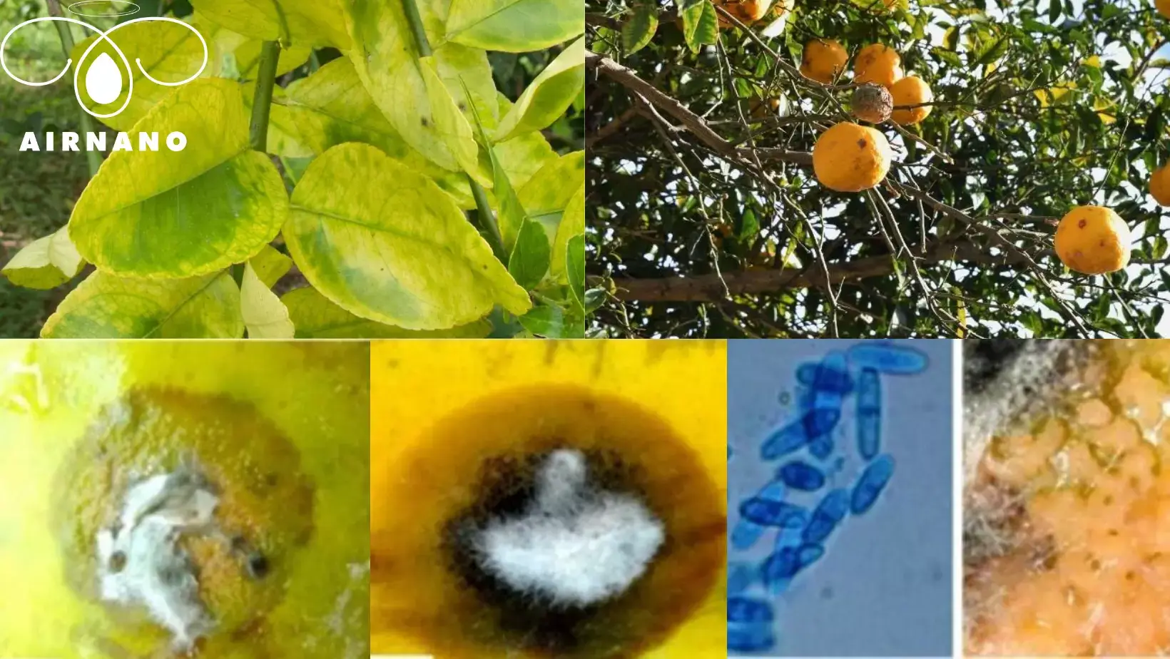 Các bệnh thường thấy trên các loại cây có múi
