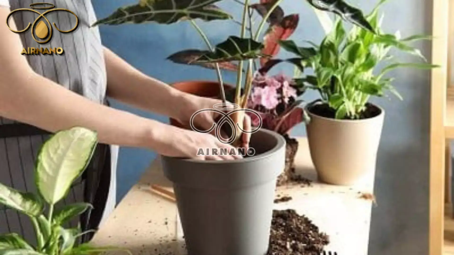 Điểm danh những loại phân bón cây cảnh tốt nhất hiện nay %