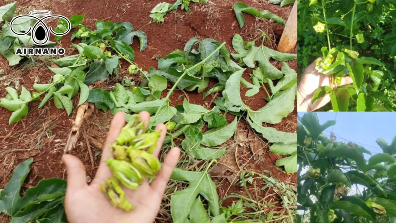 Hoa chanh dây có đặc diểm gì và cách tăng tỷ lệ ra hoa %