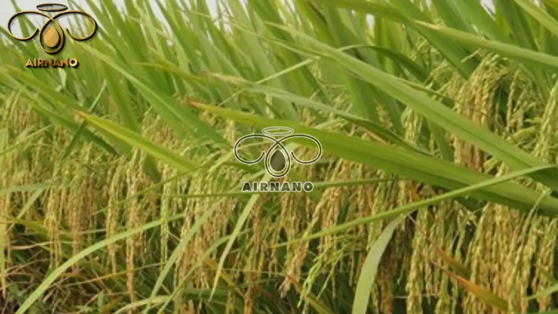Giống lúa CR203: Đặc tính & Kỹ thuật gieo trồng % Giống lúa CR203