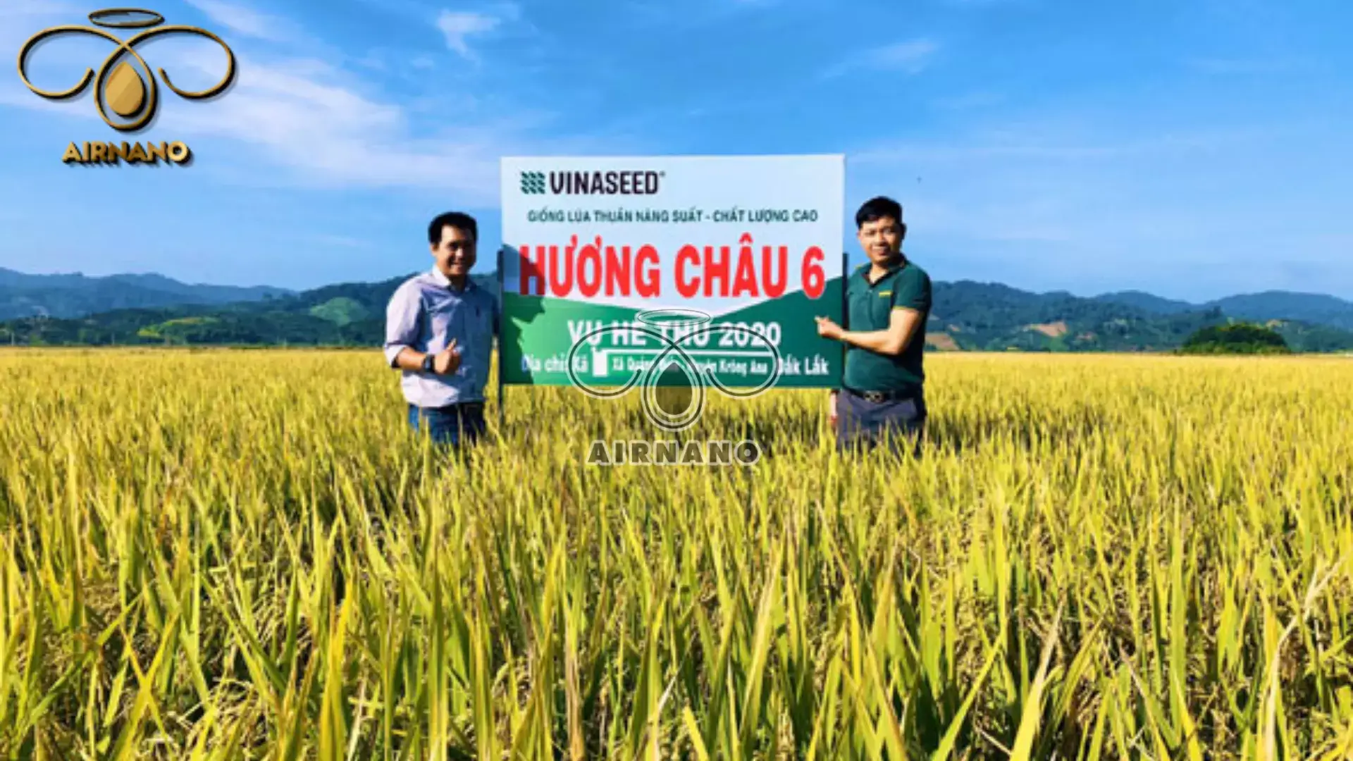 Giới thiệu giống lúa mới năng suất cao 2023 %