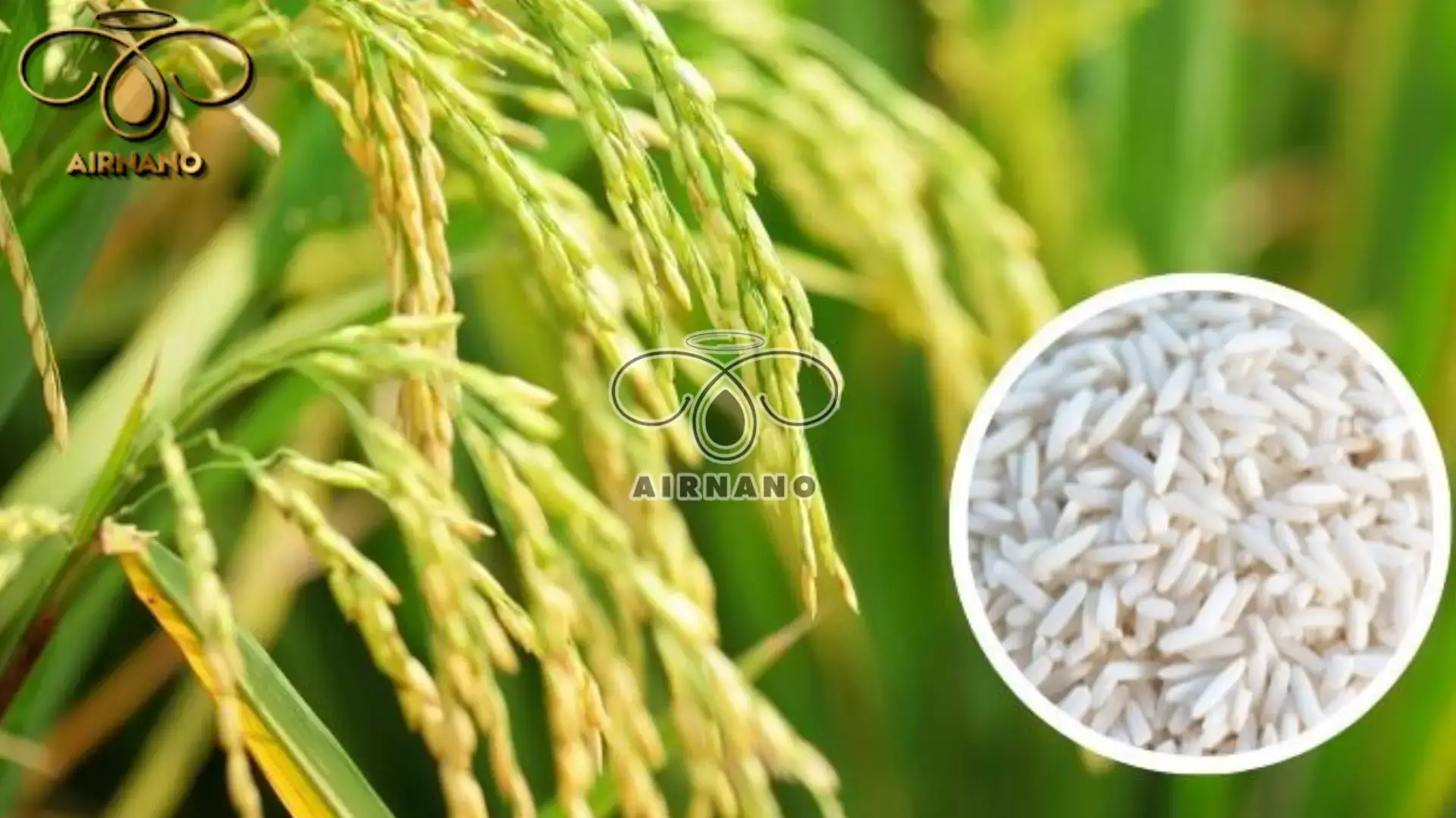 Giống lúa CR203: Đặc tính & Kỹ thuật gieo trồng %