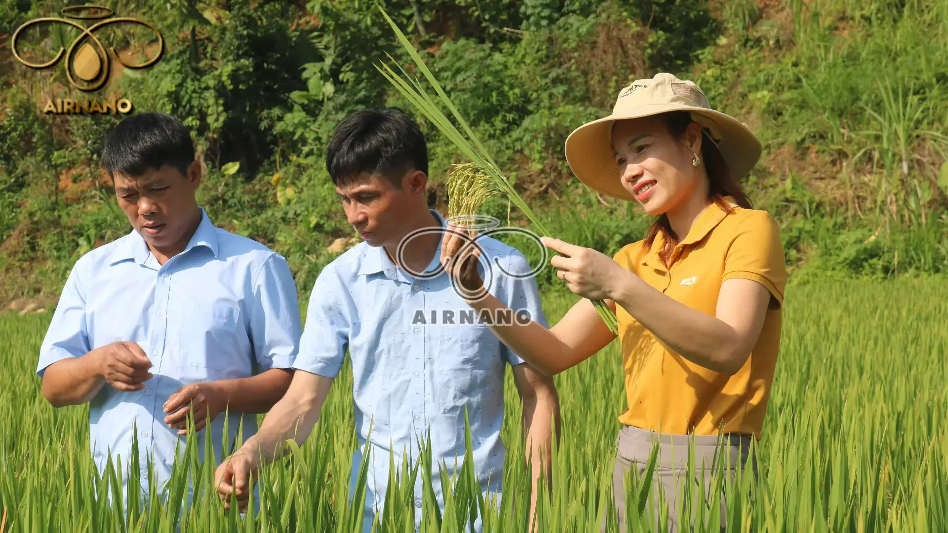 Giống lúa Hạt Ngọc 9: Đặc điểm & Kỹ thuật canh tác %