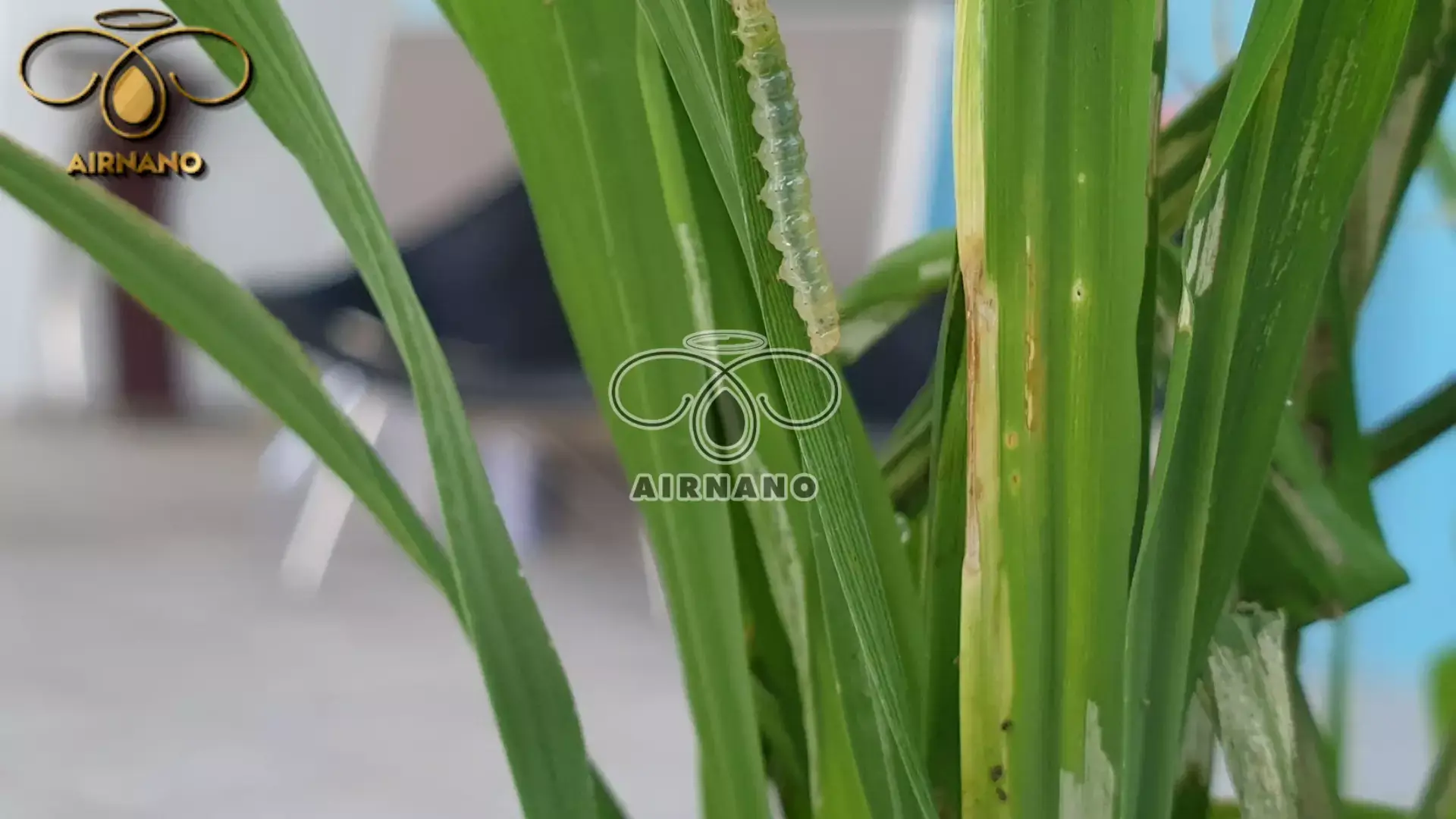 Giống lúa CR203: Đặc tính & Kỹ thuật gieo trồng %