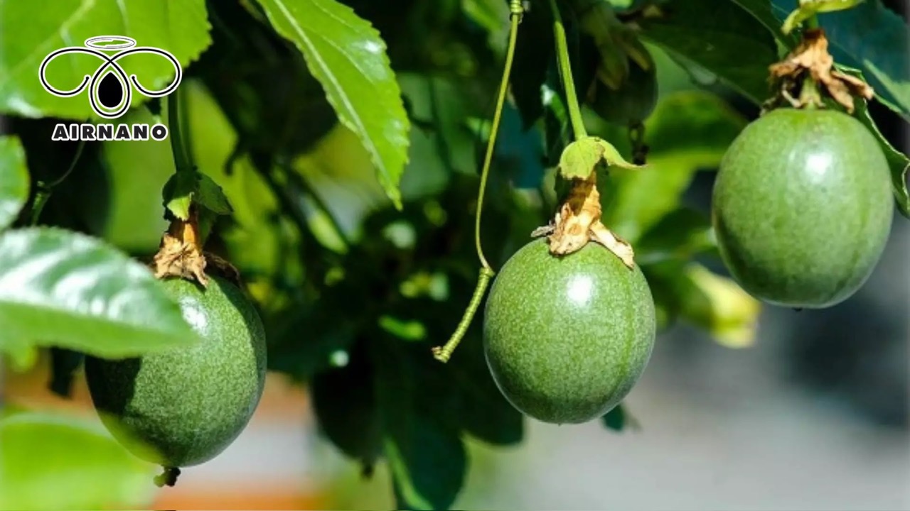 Giống chanh dây Đài Nông 1: Đặc điểm & Kỹ thuật chăm sóc %