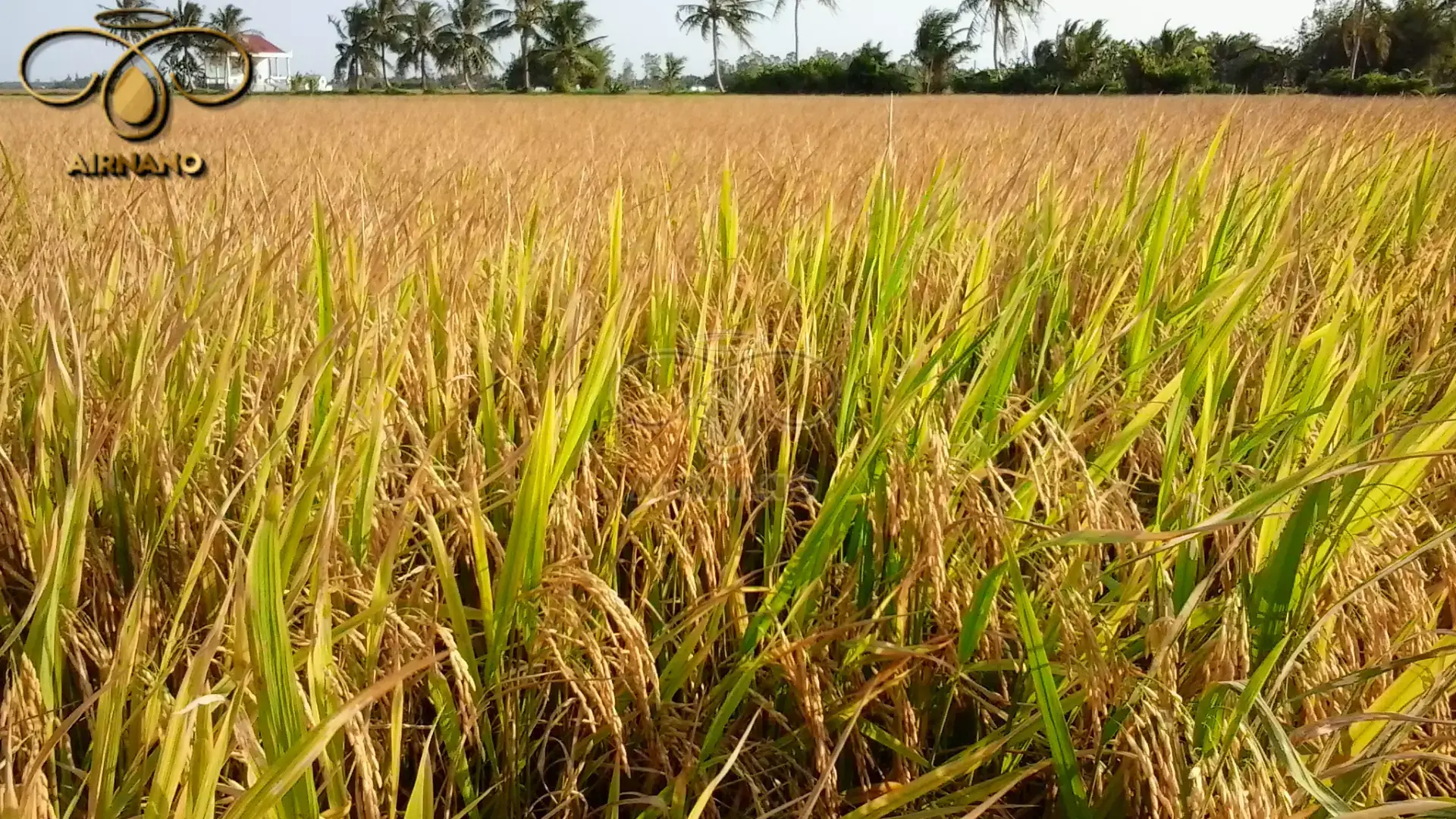 Giống lúa hương ưu 98