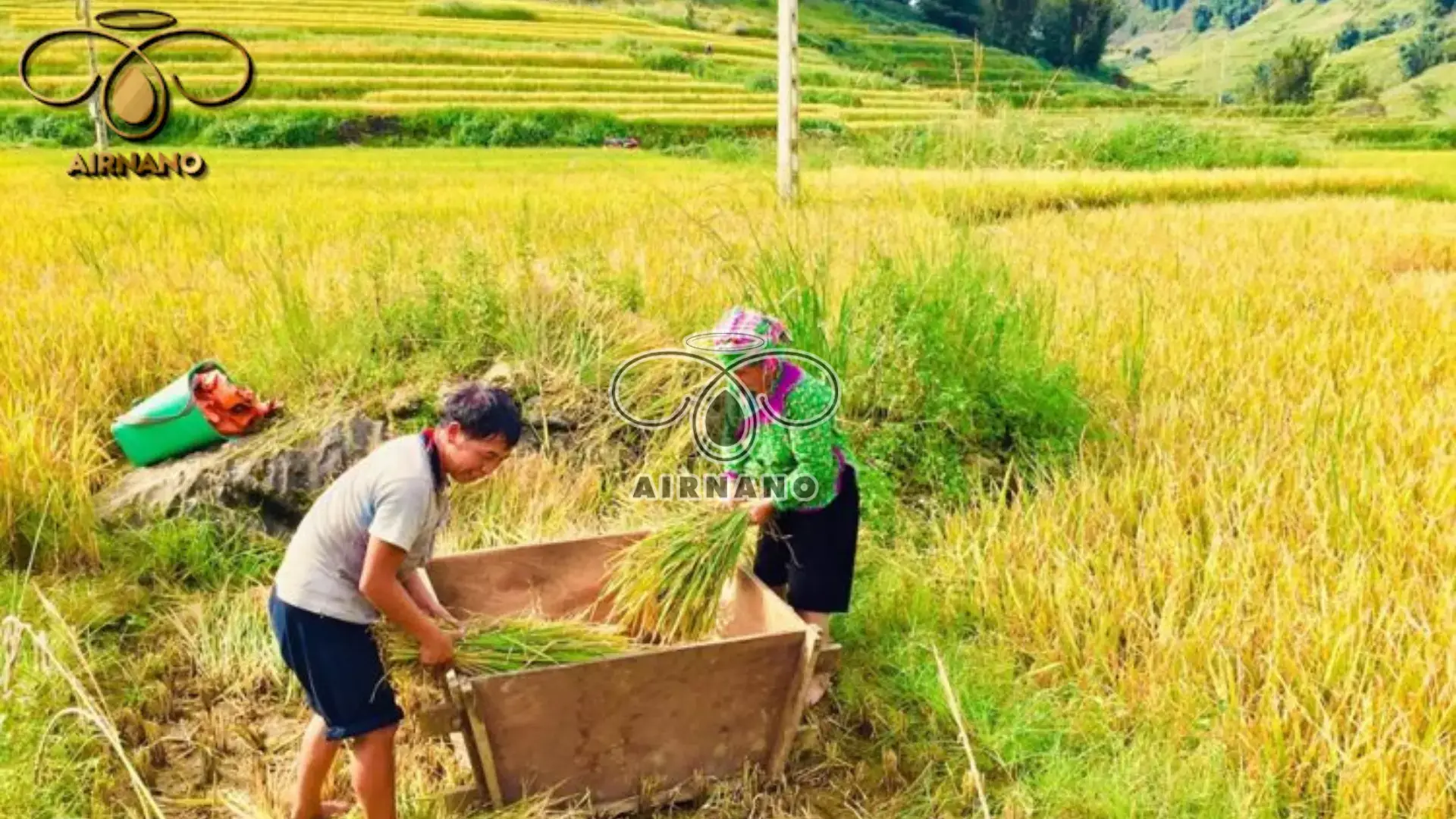 Giống lúa Séng Cù: Đặc tính & Kỹ thuật gieo trồng hiệu quả %