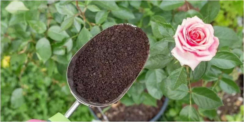Tác dụng của bã cà phê với cây trồng