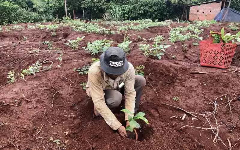 Kỹ thuật trồng cà phê