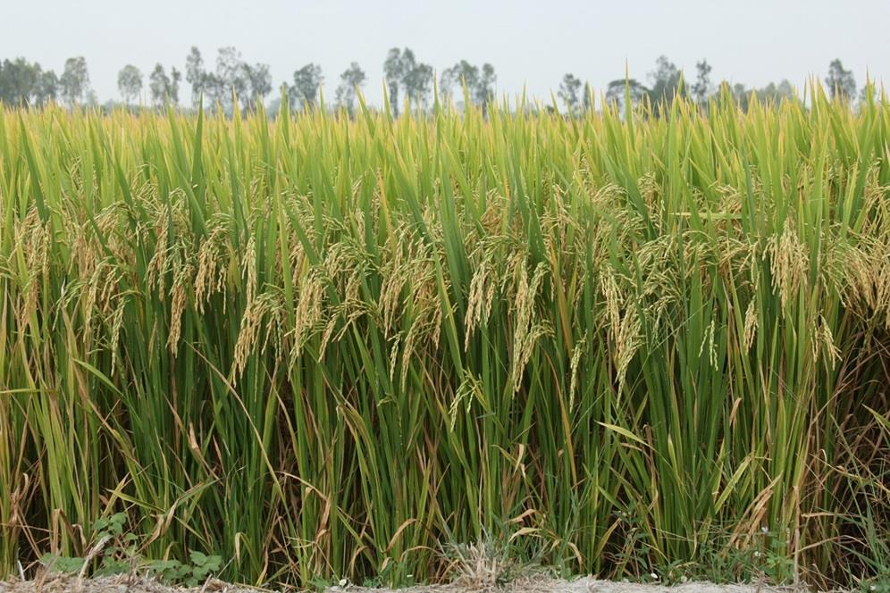 Kỹ Thuật Canh Tác Lúa OM 5451