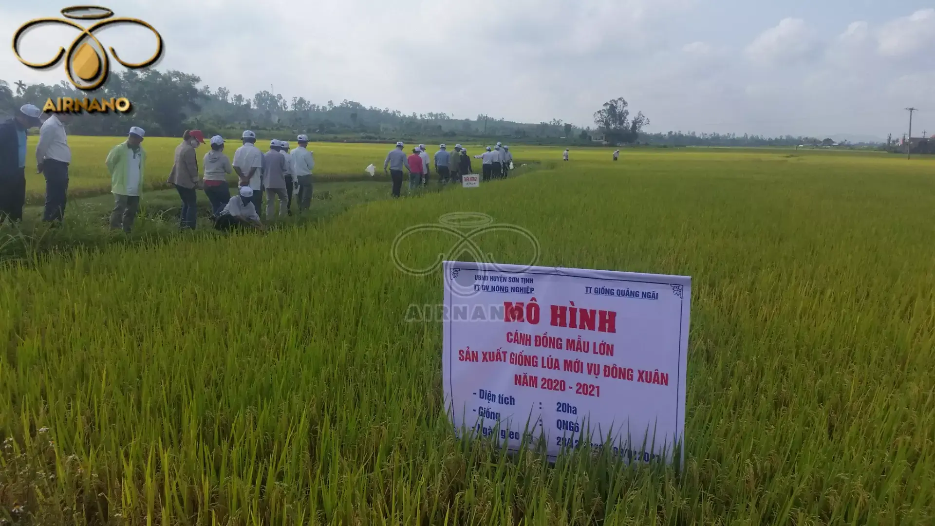 Giống lúa Thiên Hương 6