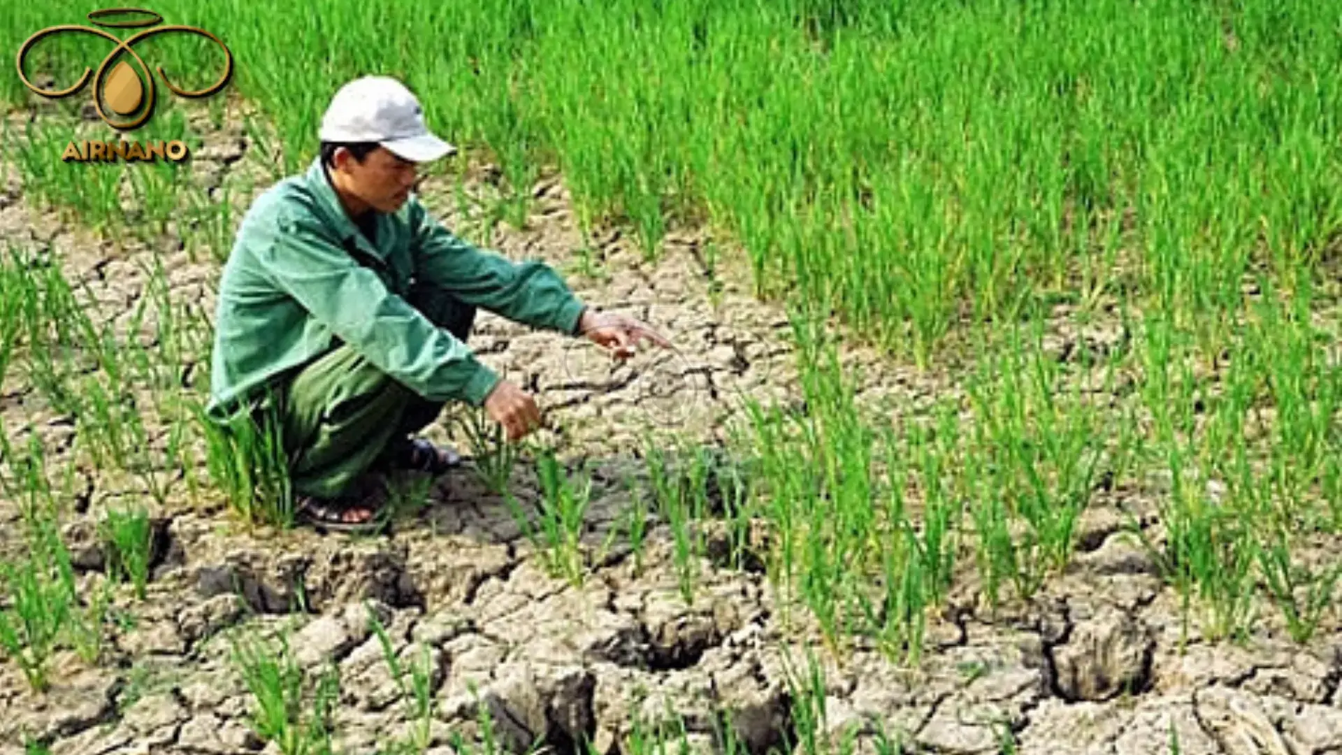 Một số giống lúa siêu năng suất, chất lượng cao %