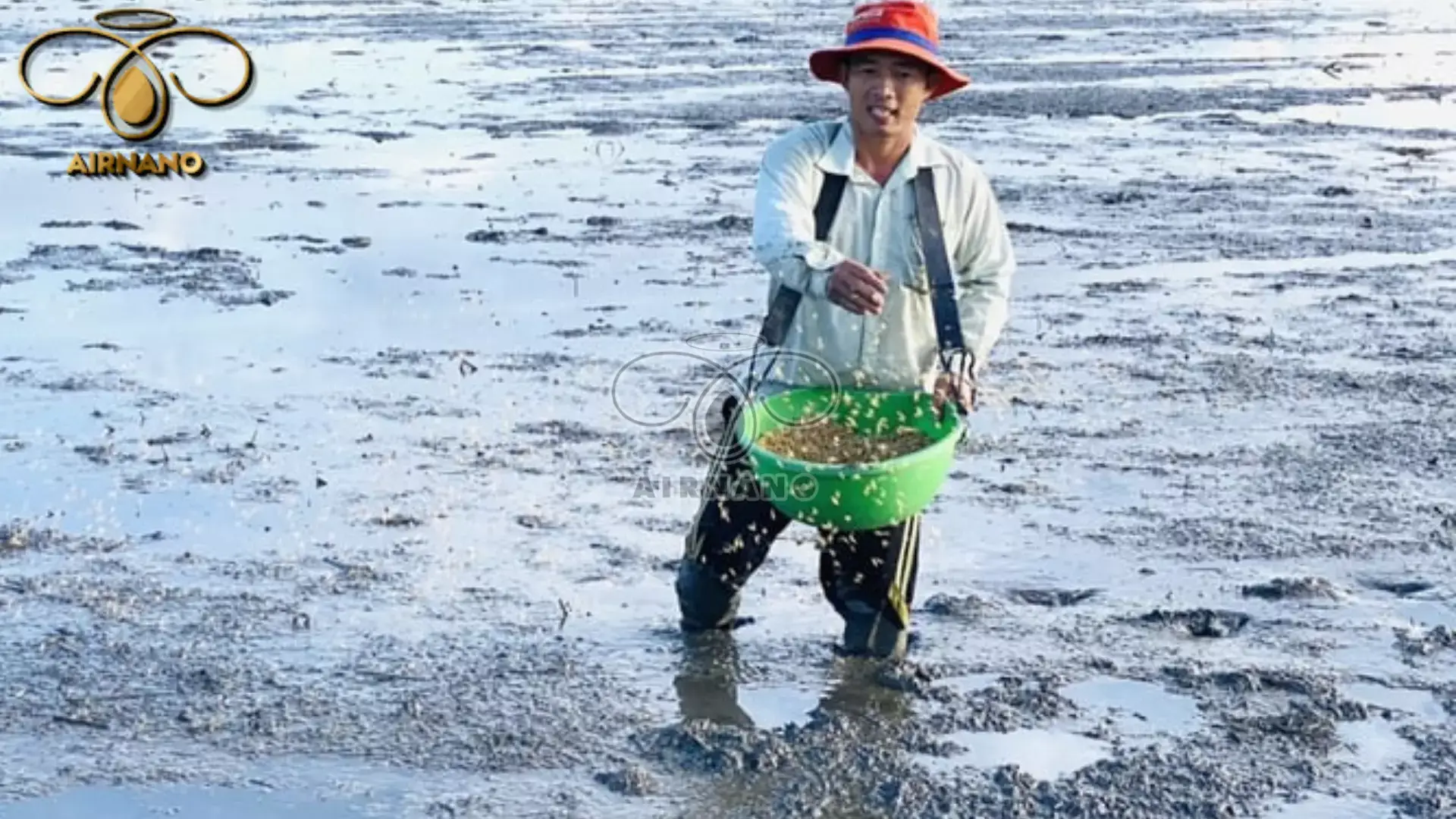 Kỹ thuật sạ lúa ST25