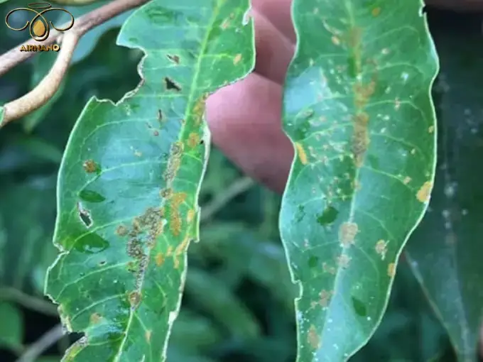 Bệnh đốm lá sầu riêng và cách phòng ngừa hiệu quả %