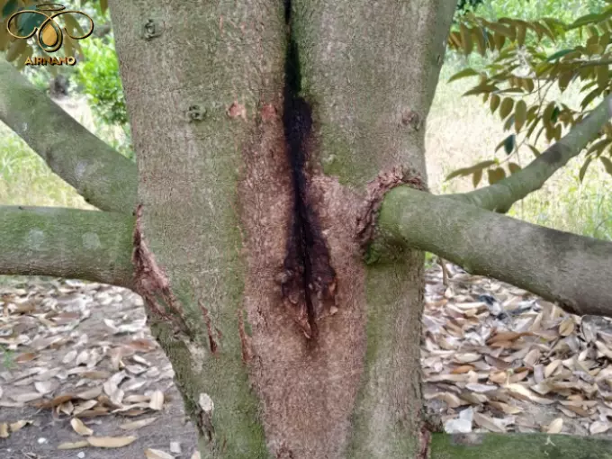 Bệnh xì mủ trên cây sầu riêng