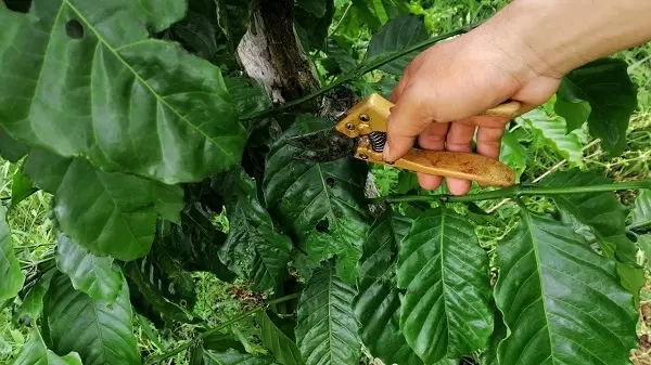 Bệnh thán thư trên cây cà phê & Các phòng trừ hiệu quả %