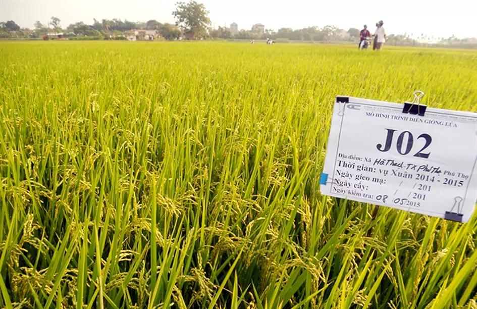 Giống lúa j02