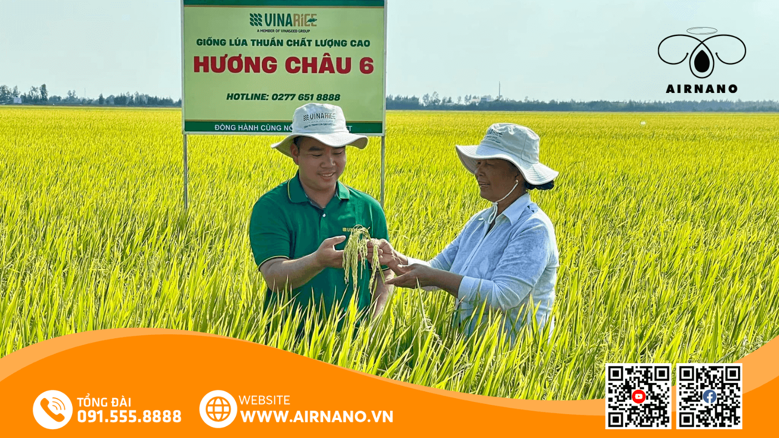 Đặc điểm của giống lúa Thiên Hương 6