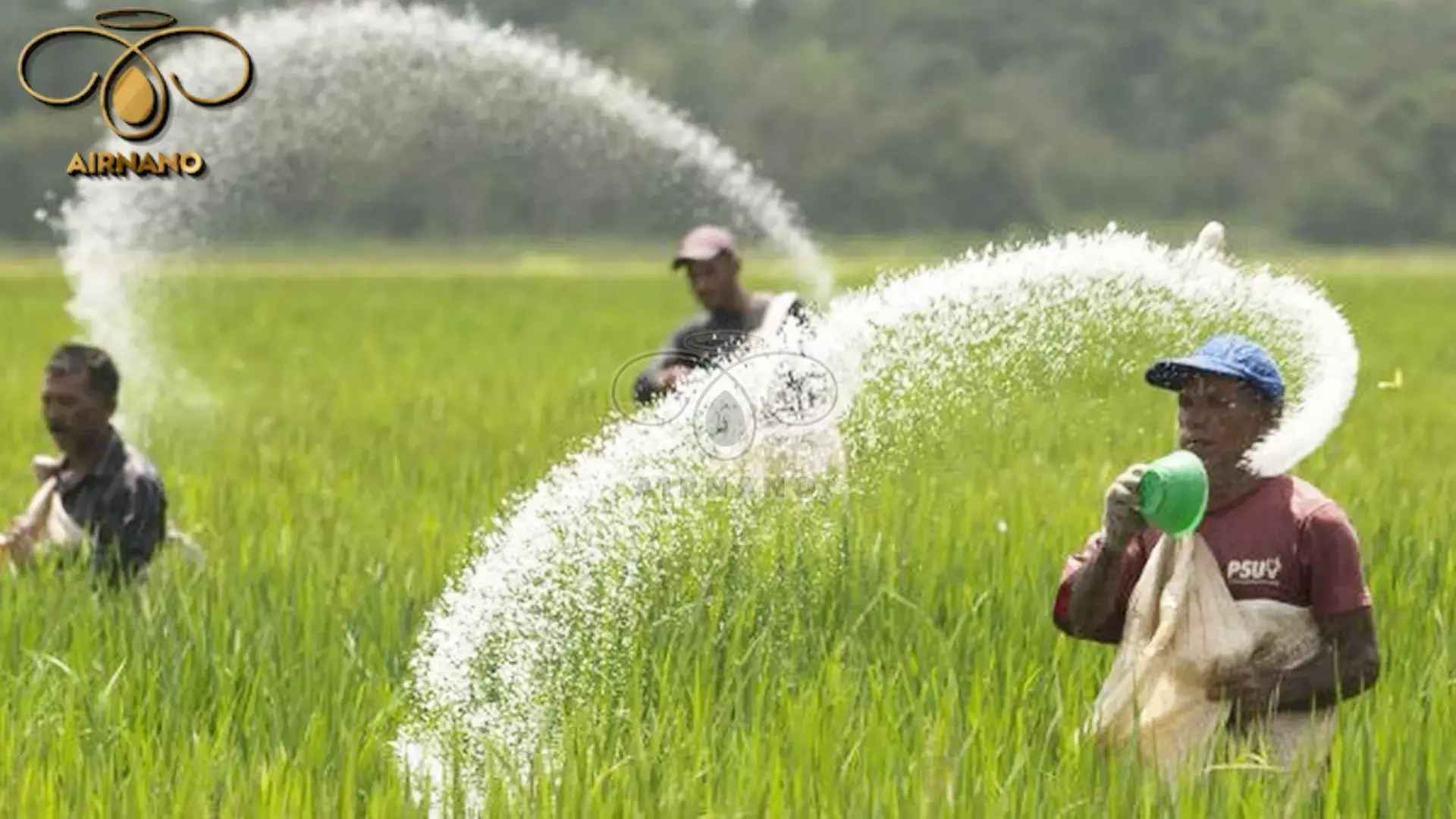 Nên bón Kali cho lúa vào thời điểm nào là phù hợp