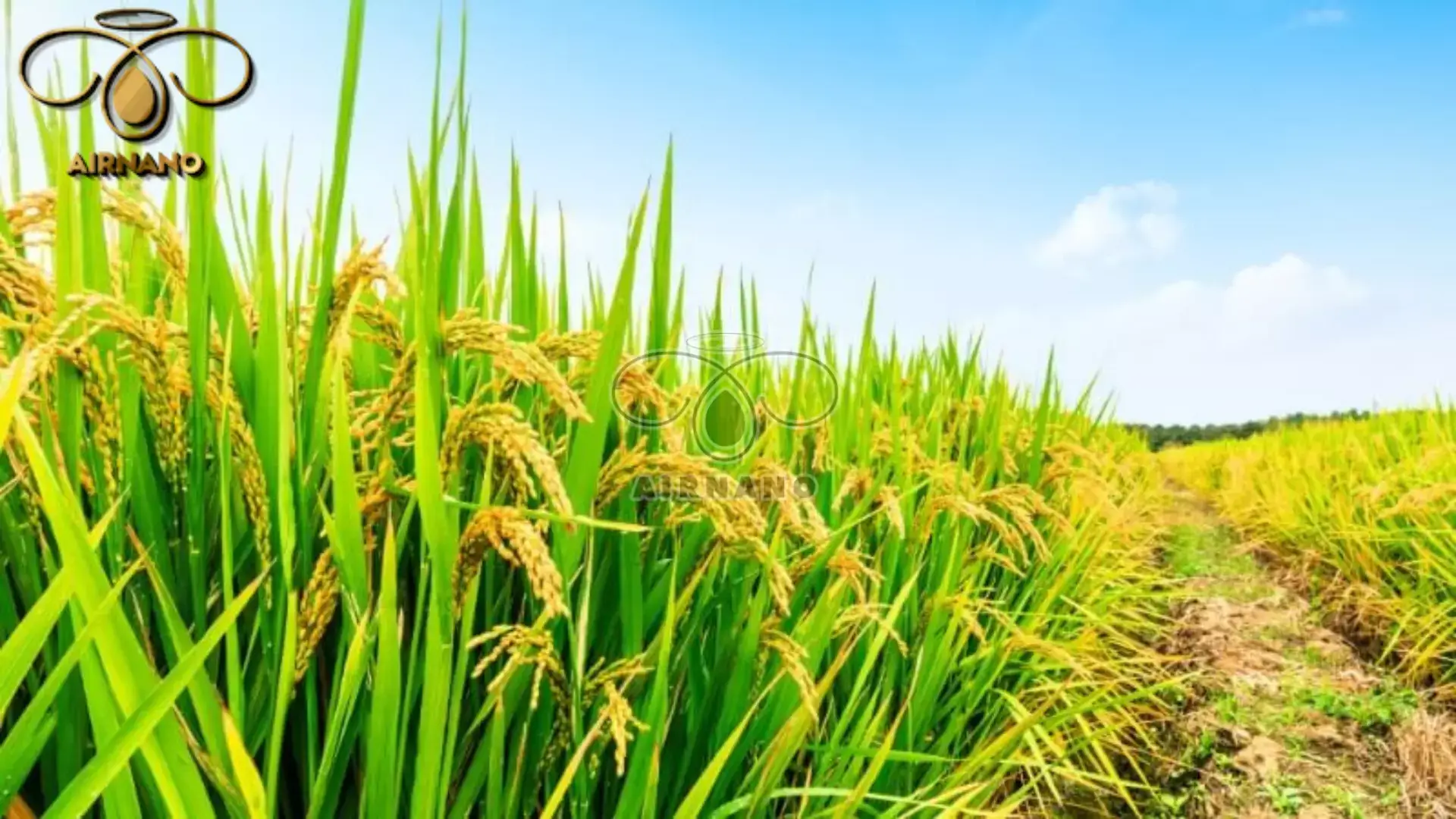 Lúa sau khi được bón phân kali