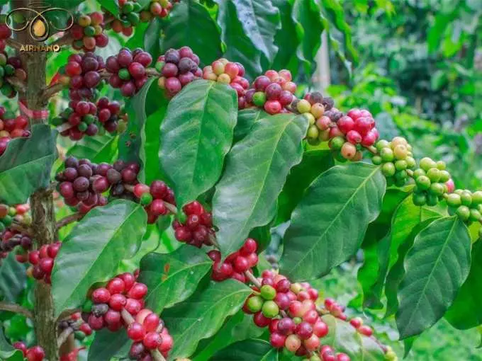 Ưu và nhược điểm của hệ thống tưới nhỏ giọt cho cây cà phê %