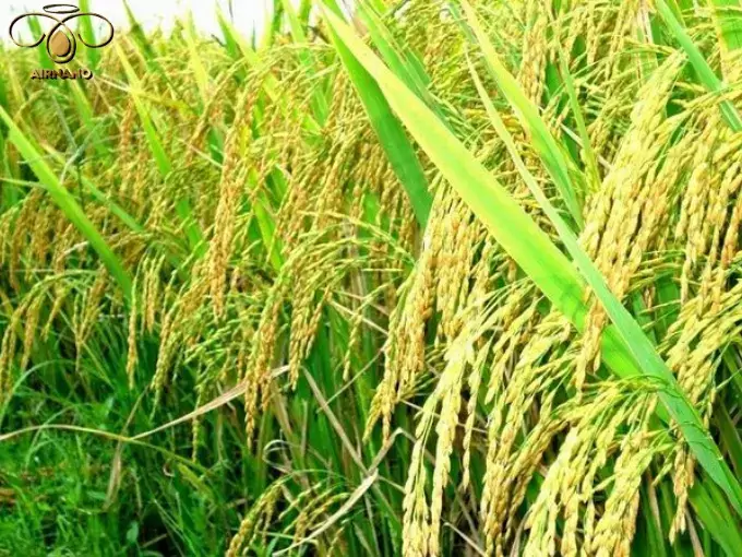 Kỹ thuật trồng nếp 4625 cho năng suất cao %