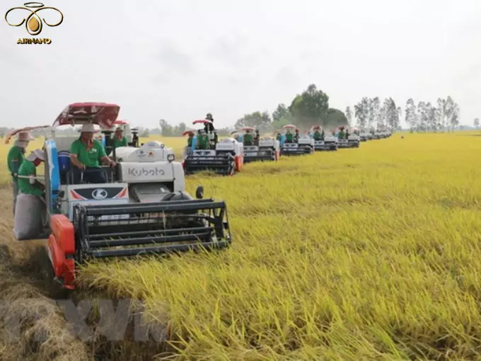 Giống lúa ADI 168- Ưu điểm vượt trội, cho năng suất cao %