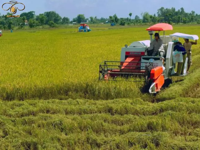 Các giống lúa cao sản ngắn ngày- Năng suất cao, tiết kiệm thời gian %