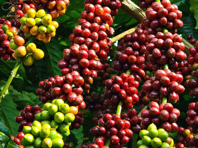 Cây cà phê vào mùa thu hoạch
