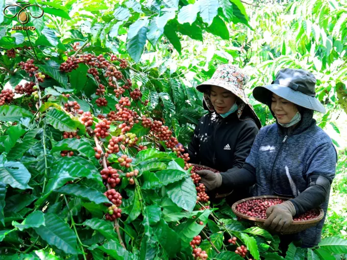 Cây cà phê trồng bao lâu thì thu hoạch