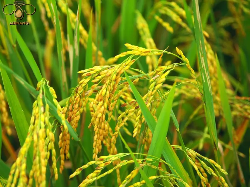 Giống lúa ST25