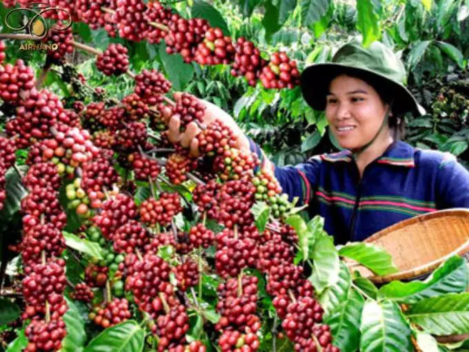 Giống Cà Phê TR9 Được Lai Tạo Với Khả Năng Thích Ứng Tốt Năng Suất Cao %